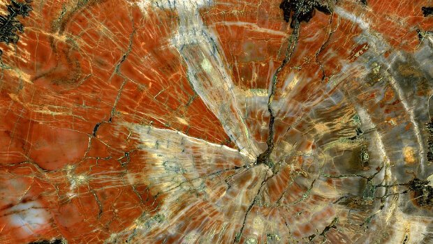 Natürliche Verkieselung von Holz, Mineralisierung und Verdichtung von organischem Material. Quelle: Wikipedia, Verwendung nach CC BY 3.0 Lizenz