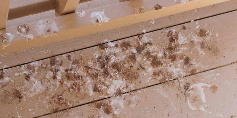 Hongos En La Madera