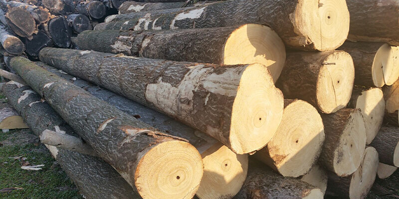 Madera De Paulownia