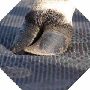 Rubber Flooring For Farms